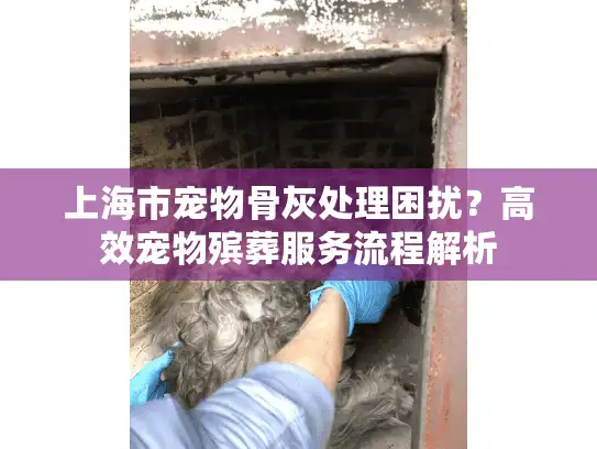 上海市宠物骨灰处理困扰？高效宠物殡葬服务流程解析