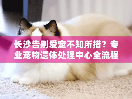 长沙告别爱宠不知所措？专业宠物遗体处理中心全流程指南