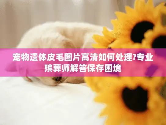 宠物遗体皮毛图片高清如何处理?专业殡葬师解答保存困境