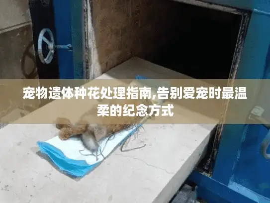 宠物遗体种花处理指南,告别爱宠时最温柔的纪念方式