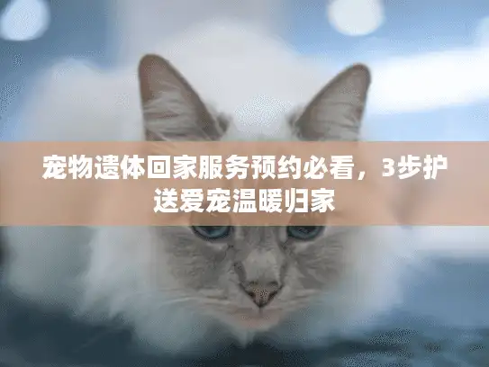 宠物遗体回家服务预约必看，3步护送爱宠温暖归家