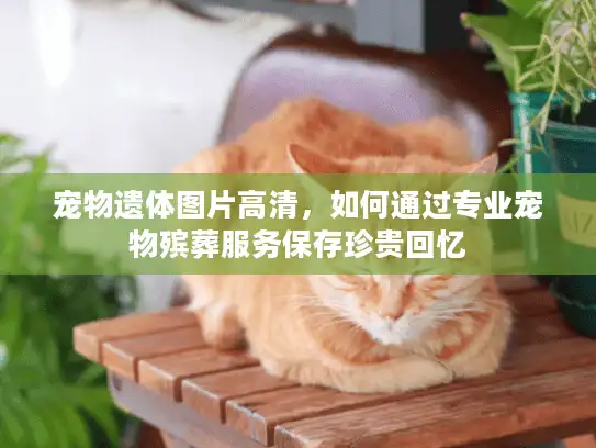宠物遗体图片高清，如何通过专业宠物殡葬服务保存珍贵回忆