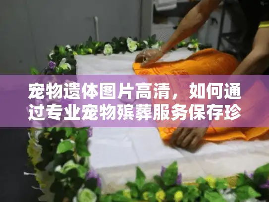 宠物遗体图片高清，如何通过专业宠物殡葬服务保存珍贵回忆