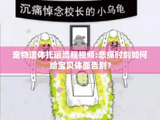 宠物遗体托运流程视频:悲痛时刻如何给宝贝体面告别?