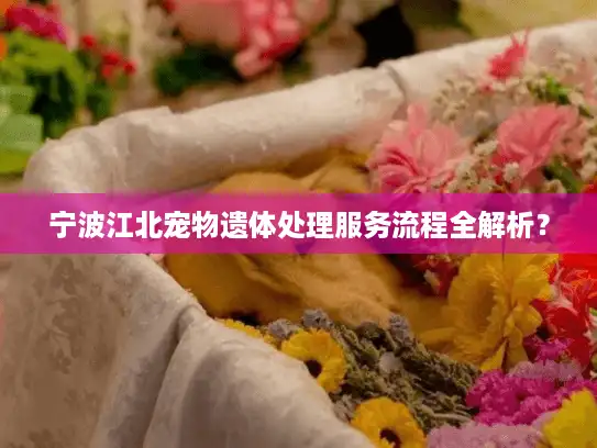 宁波江北宠物遗体处理服务流程全解析？