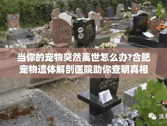 当你的宠物突然离世怎么办?合肥宠物遗体解剖医院助你查明真相