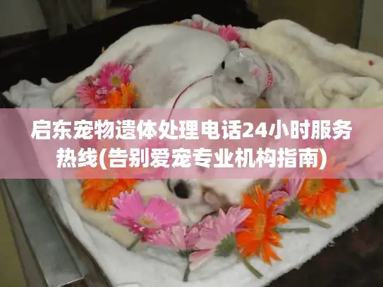 启东宠物遗体处理电话24小时服务热线(告别爱宠专业机构指南)