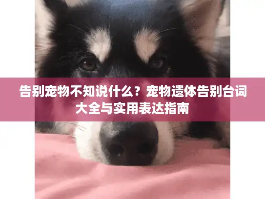 告别宠物不知说什么？宠物遗体告别台词大全与实用表达指南