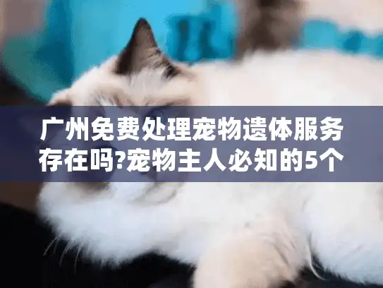 广州免费处理宠物遗体服务存在吗?宠物主人必知的5个替代方案