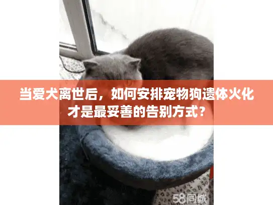 当爱犬离世后，如何安排宠物狗遗体火化才是最妥善的告别方式？
