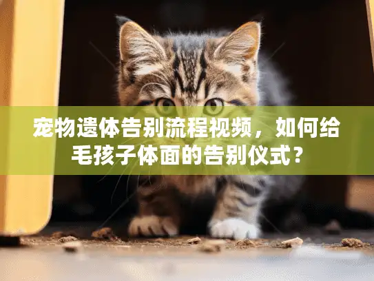 宠物遗体告别流程视频，如何给毛孩子体面的告别仪式？