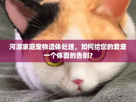 河源家庭宠物遗体处理，如何给您的爱宠一个体面的告别？