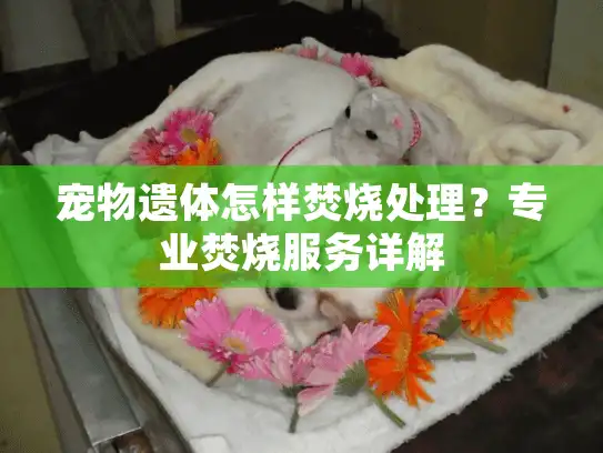 宠物遗体怎样焚烧处理？专业焚烧服务详解