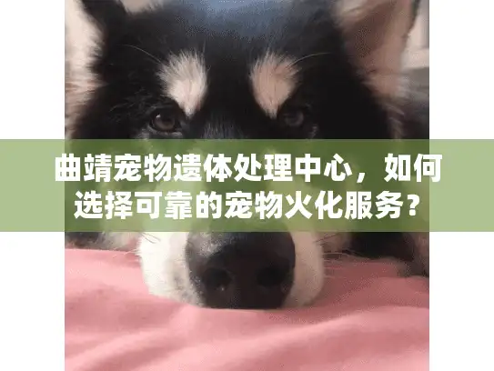 曲靖宠物遗体处理中心，如何选择可靠的宠物火化服务？