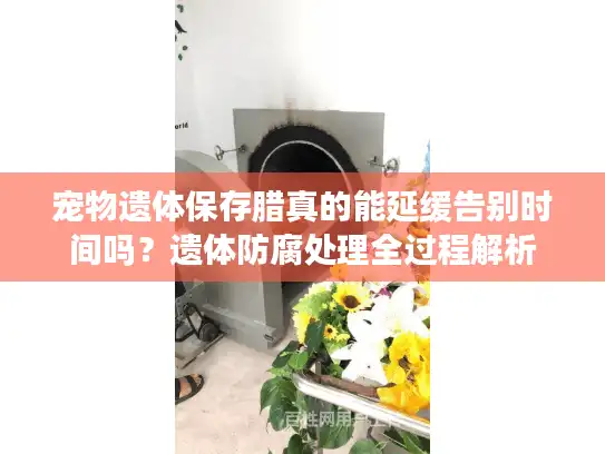宠物遗体保存腊真的能延缓告别时间吗？遗体防腐处理全过程解析