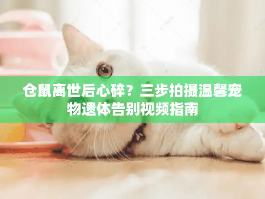 仓鼠离世后心碎？三步拍摄温馨宠物遗体告别视频指南