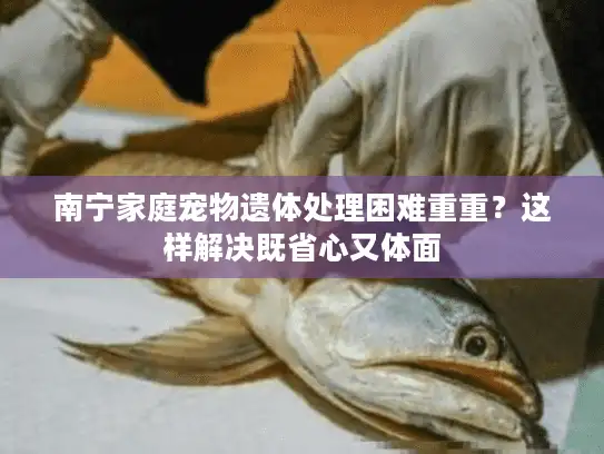 南宁家庭宠物遗体处理困难重重？这样解决既省心又体面