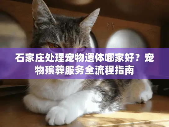 石家庄处理宠物遗体哪家好？宠物殡葬服务全流程指南