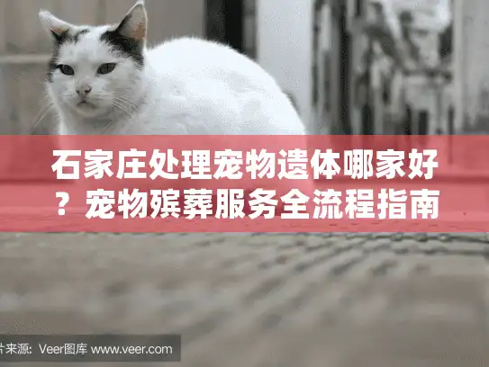石家庄处理宠物遗体哪家好？宠物殡葬服务全流程指南