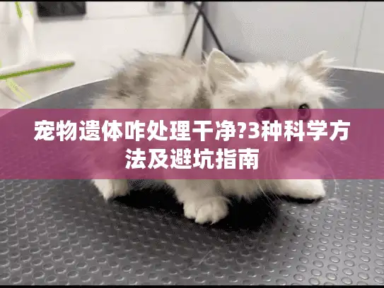 宠物遗体咋处理干净?3种科学方法及避坑指南