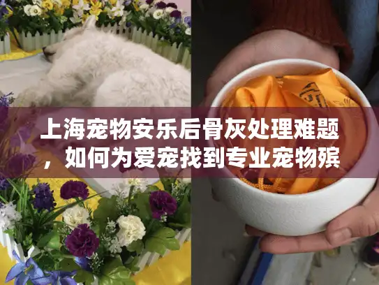 上海宠物安乐后骨灰处理难题，如何为爱宠找到专业宠物殡葬服务