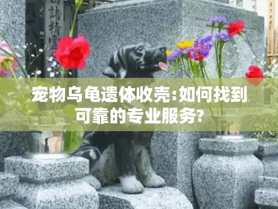宠物乌龟遗体收壳:如何找到可靠的专业服务?