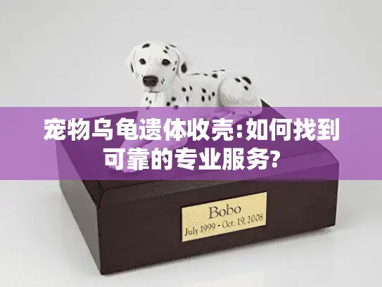 宠物乌龟遗体收壳:如何找到可靠的专业服务?