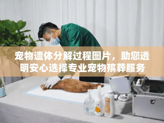 宠物遗体分解过程图片，助您透明安心选择专业宠物殡葬服务