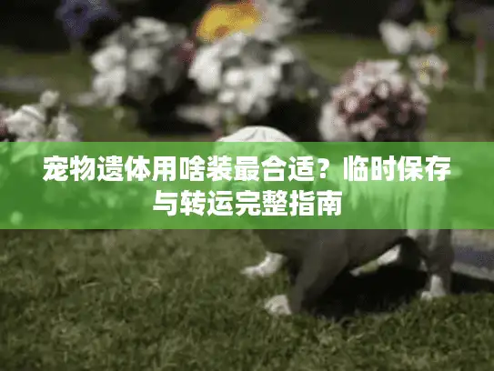 宠物遗体用啥装最合适？临时保存与转运完整指南