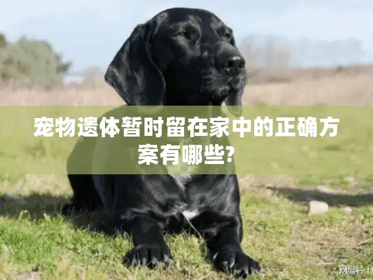 宠物遗体暂时留在家中的正确方案有哪些?