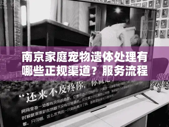 南京家庭宠物遗体处理有哪些正规渠道？服务流程及费用详解