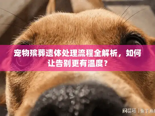 宠物殡葬遗体处理流程全解析，如何让告别更有温度？