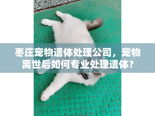 枣庄宠物遗体处理公司，宠物离世后如何专业处理遗体？