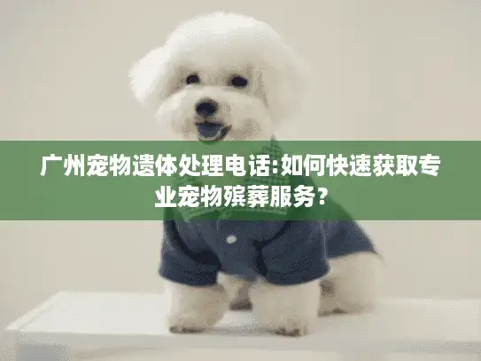广州宠物遗体处理电话:如何快速获取专业宠物殡葬服务？