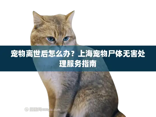 宠物离世后怎么办？上海宠物尸体无害处理服务指南