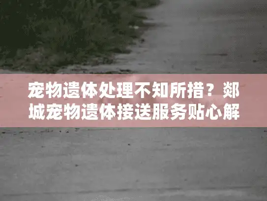 宠物遗体处理不知所措？郯城宠物遗体接送服务贴心解忧