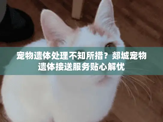 宠物遗体处理不知所措？郯城宠物遗体接送服务贴心解忧
