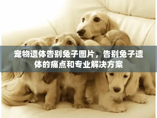 宠物遗体告别兔子图片，告别兔子遗体的痛点和专业解决方案