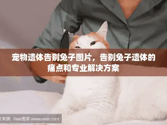 宠物遗体告别兔子图片，告别兔子遗体的痛点和专业解决方案