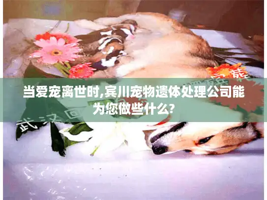 当爱宠离世时,宾川宠物遗体处理公司能为您做些什么?