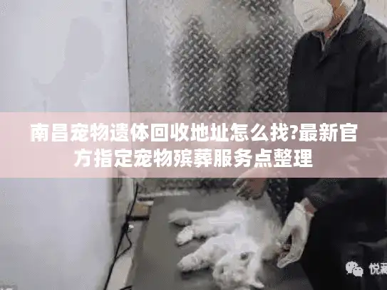 南昌宠物遗体回收地址怎么找?最新官方指定宠物殡葬服务点整理