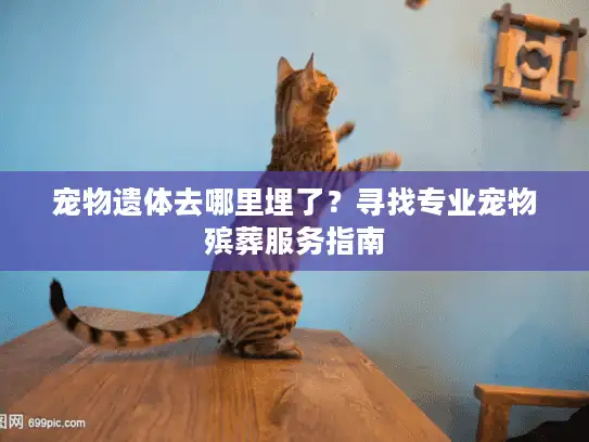 宠物遗体去哪里埋了？寻找专业宠物殡葬服务指南