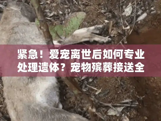 紧急！爱宠离世后如何专业处理遗体？宠物殡葬接送全流程指南