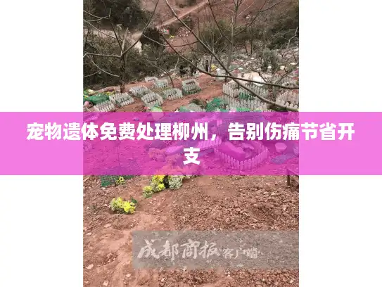 宠物遗体免费处理柳州，告别伤痛节省开支
