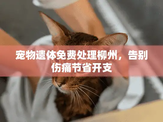 宠物遗体免费处理柳州，告别伤痛节省开支