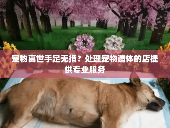 宠物离世手足无措？处理宠物遗体的店提供专业服务