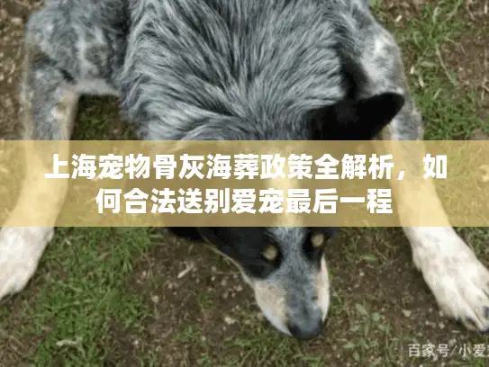 上海宠物骨灰海葬政策全解析，如何合法送别爱宠最后一程
