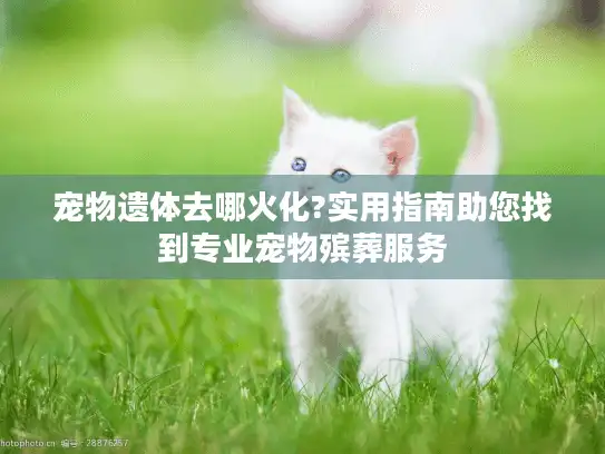 宠物遗体去哪火化?实用指南助您找到专业宠物殡葬服务