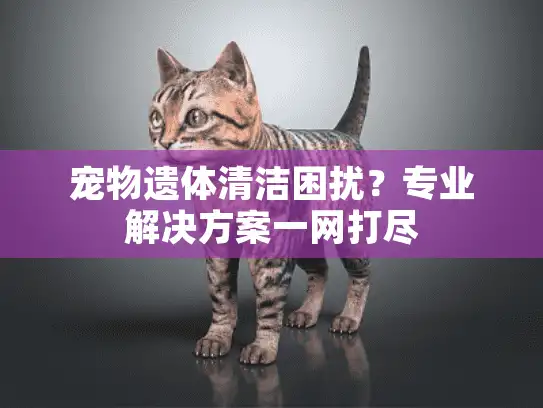 宠物遗体清洁困扰？专业解决方案一网打尽