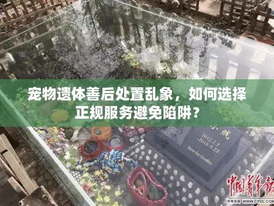 宠物遗体善后处置乱象，如何选择正规服务避免陷阱？